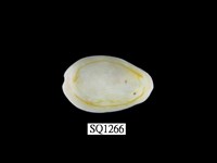 藏品(金環寶螺)的圖片